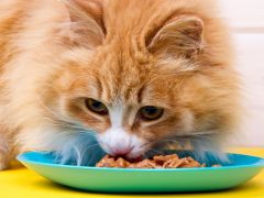 Hrana za mačke
